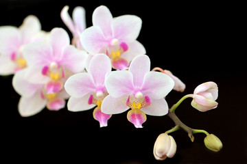 Wall Mural - blooming orchid