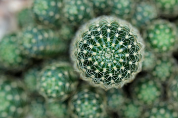 Wall Mural - closeup of beautiful cactus