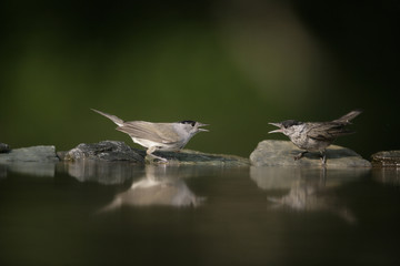 Wall Mural - Blackcap, Sylvia atricapilla