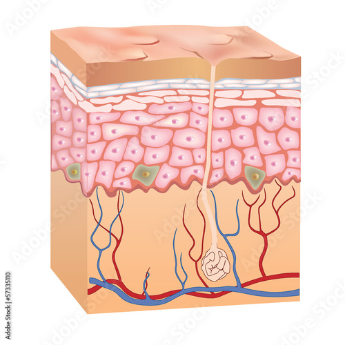 Fotografia, Obraz  Human skin structure. 3d illustration of epidermis anatomy