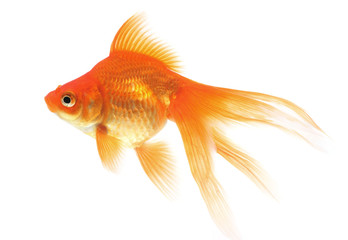Wall Mural - Goldfish on a white background