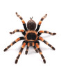 Tarantula spider, female (Brachypelma smithi)