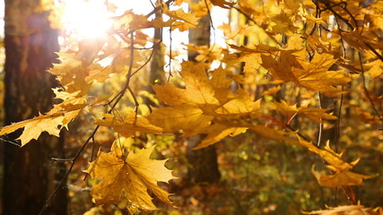 beautiful autumn yellow leaves - dolly shot
