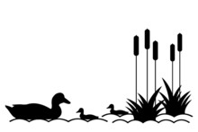 Ducklings In Lake.
