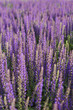 Lavendel Hintergrund vertikal