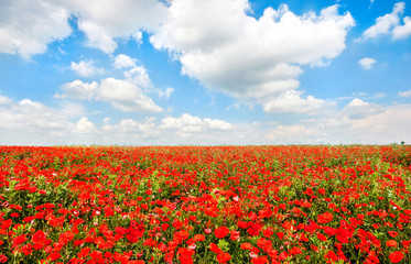 Wall Mural - beautiful field of red poppy flowers with blue sky and clouds