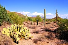 Arizona Desert View With Saguaro Cacti And Prickly Pear