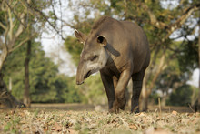 Brazilian Tapir, Tapirus Terrestris,