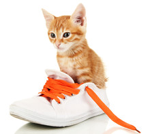 Cute Little Red Kitten In Shoes Isolated On White