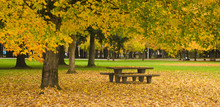 Rest Area Picnic Table Autumn Nature Season Leaves Falling