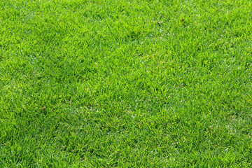 Close-up image of fresh spring green grass