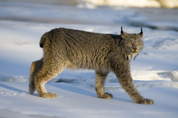 Sticker - Canadian lynx, Lynx canadensis