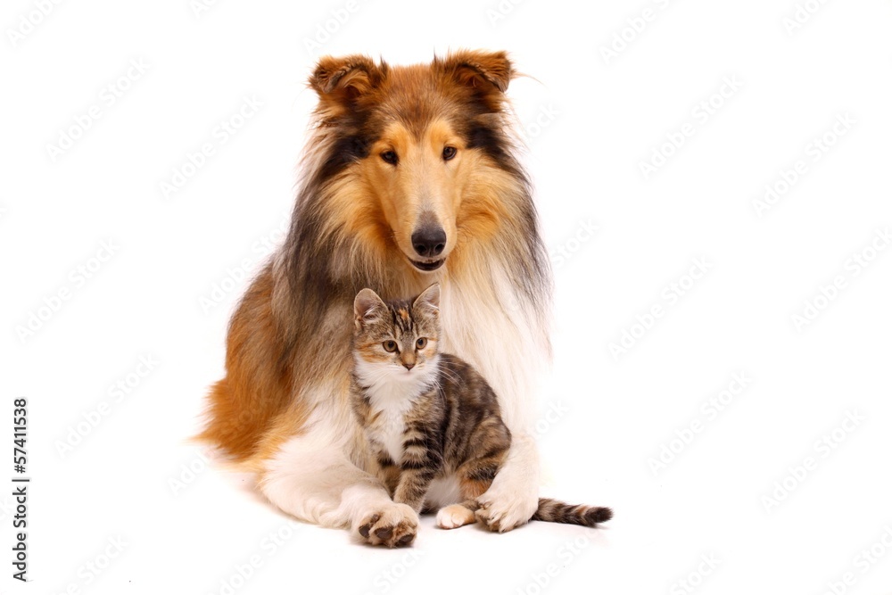 Hund und Katze - obrazy, fototapety, plakaty 