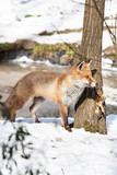 Fototapeta Zwierzęta - hunting fox