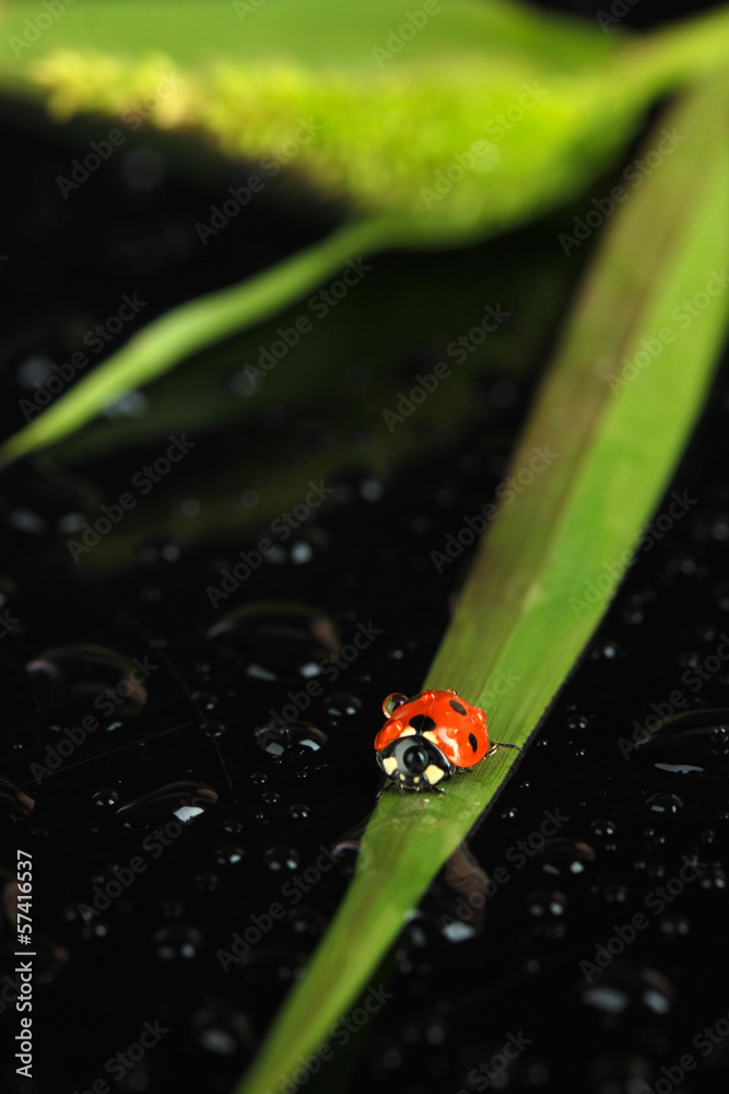 Beautiful ladybird on green grass, on black background