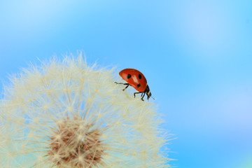 Beautiful ladybird  on dandelion, close up