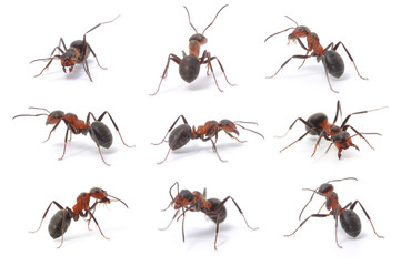 brown forest ants