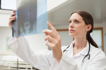 Wall Mural - Female doctor holding and studying  x-ray