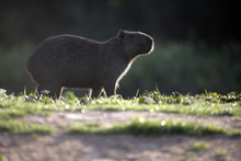 Capybara, Hydrochoerus Hydrochaeris