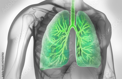Fototapeta na wymiar Lunge mit Bronchien in grauem Umfeld 2
