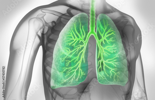 Naklejka dekoracyjna Lunge mit Bronchien in grauem Umfeld 2