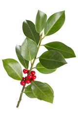 Wall Mural - holly leaves and berries