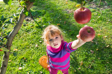 Wall Mural - girl picked apples