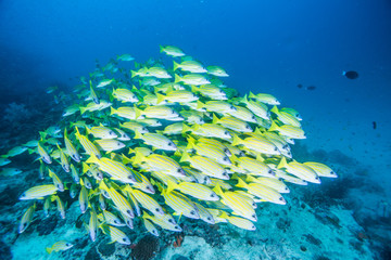 Wall Mural - group of Bluestripe snapper