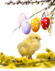  easter chicken and eggs on a spring branch