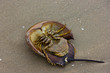 Horseshoe Crab on sand beach 