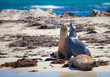 Sea lion in the beach of Penguin island, west Australia