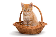 Orange Kitten Sitting In A Basket