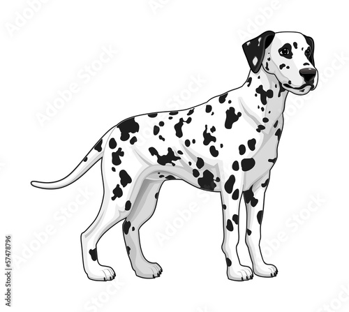 Naklejka na meble Dalmatian.