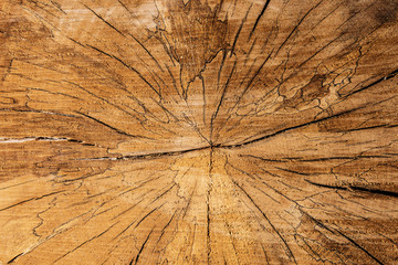 Wall Mural - wood texture