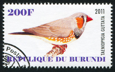 Poster - Zebra finch