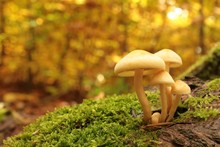 Mushrooms On A Stump Covered With Moss In Autumn Forest