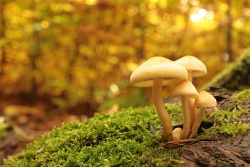 Mushrooms on a stump covered with moss in autumn forest