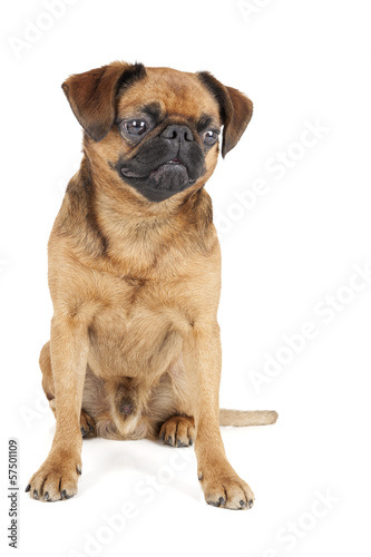 Fotografie, Obraz Petit Brabant on a white background in studio