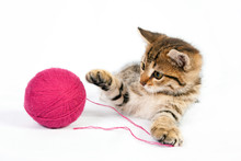 Tabby Kitten Playing With A Ball Of Yarn