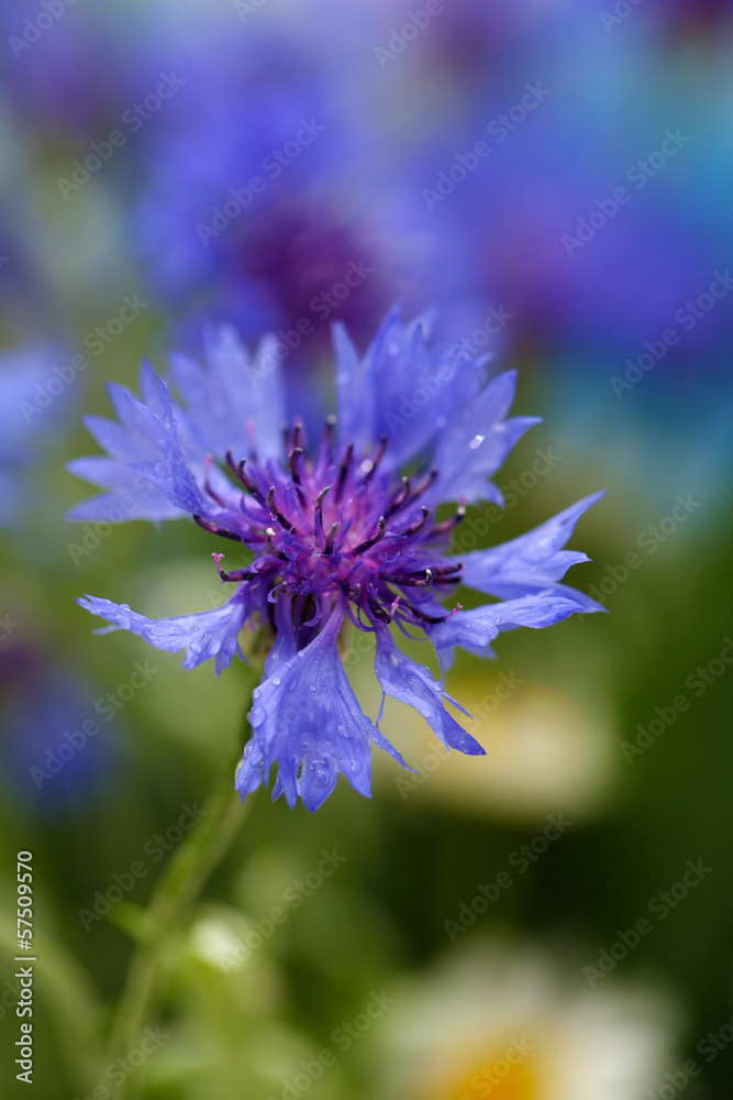Beautiful cornflower, outdoors