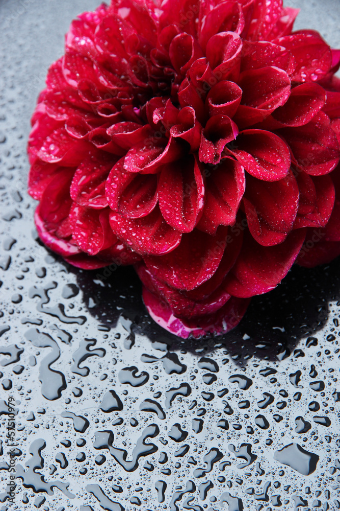 Dahlia flower, on color background