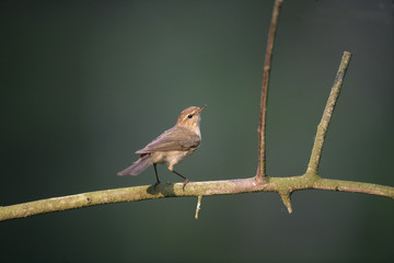 Poster - Chiffchaff, Phylloscopus collybita