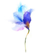 Watercolor blue flower