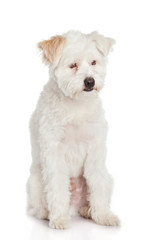 Sticker - White dog on white background