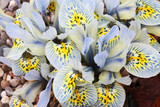 Dutch miniature light blue iris (Iris reticulata)