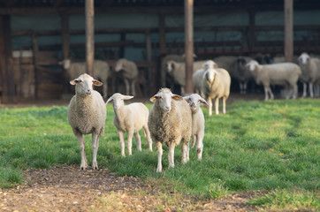 Poster - Herd of sheep stand on farm land