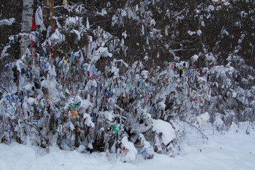 Wish tree under snow