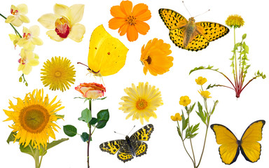 Wall Mural - set of yellow flowers and butteflies isolated on white