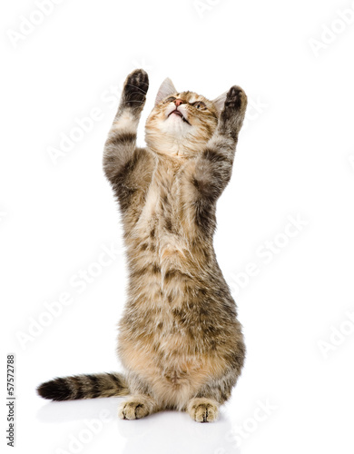 Playful Funny Tabby Cat Standing On Hind Legs Isolated On White Buy This Stock Photo And Explore Similar Images At Adobe Stock Adobe Stock