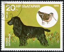 Stamp Printed In Bulgaria Shows A Cocker-Spaniel And Woodcock